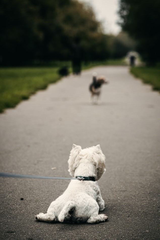 Vymedzenie priestoru pre venčenie psov a úprava voľného pohybu psov